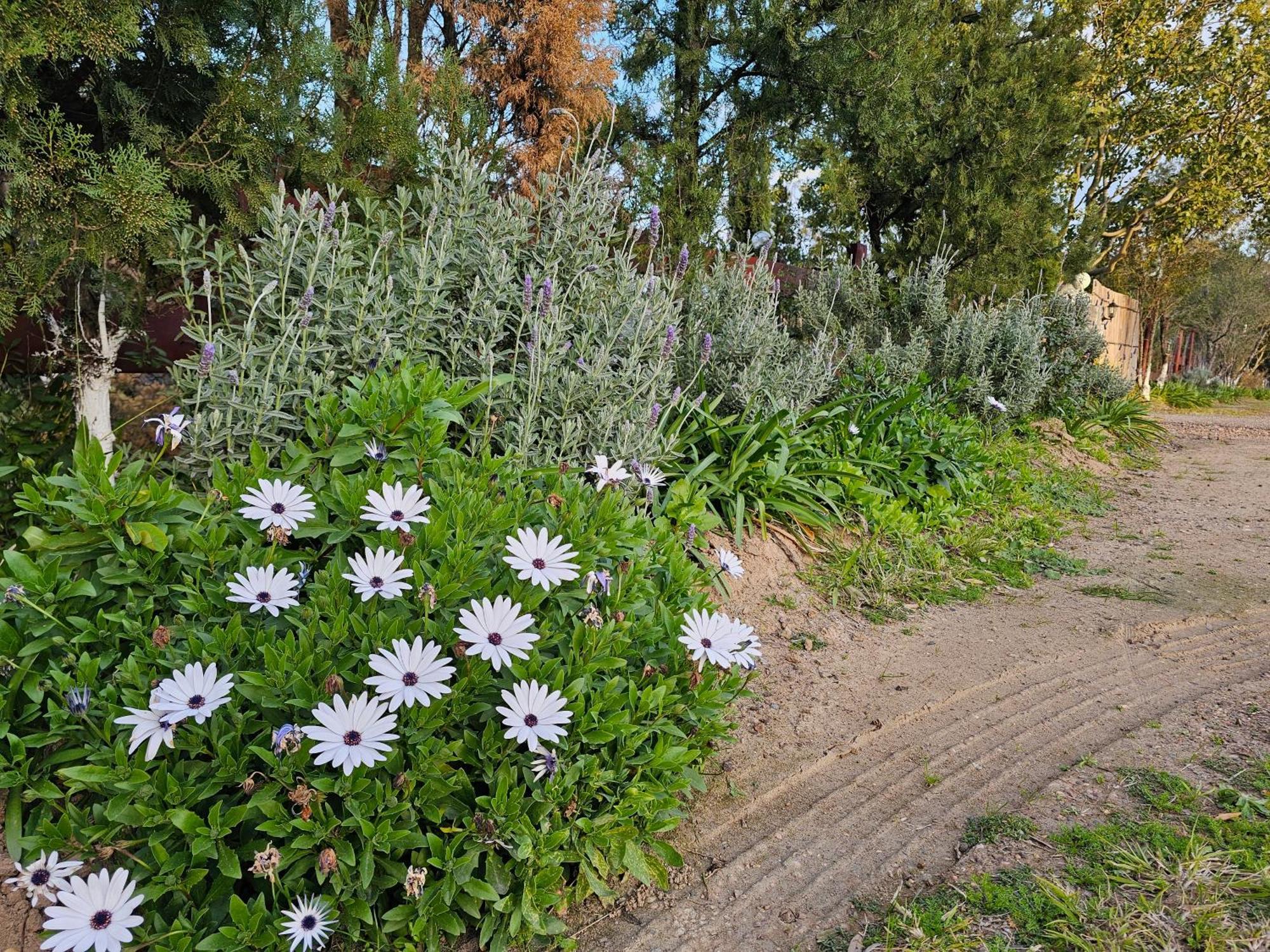 Apartamento Gowrie Agapanthus Singleton Exterior foto